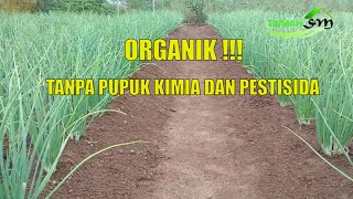 CARA MENANAM BAWANG MERAH ORGANIK  TANPA PUPUK KIMIA DAN PESTISIDA [upl. by Benia]