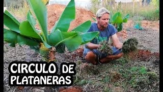 🌱 Plataneros Más Grandes con esta Técnica [upl. by Enelime866]