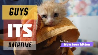 New Born kitten bathing tips  പൂച്ചക്കുട്ടിയെ safe ആയി എങ്ങനെ കുളിപ്പിക്കാം [upl. by Clementius]