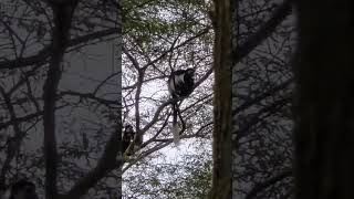 Colobus Monkey Uganda travel wildlife Africa wildlife African wildlife shorts [upl. by Nairolf750]