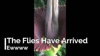 Amorphophallus titanum  Fester the Corpse Flower Time Lapse Video  June 2018 [upl. by Akym]