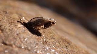 Little Black Caddisfly Hatching [upl. by Jakie]