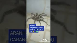 ARANHA CARANGUEJEIRA OU TARÂNTULA 20 A 30 CM 😹🕷️🇧🇷 aranhacaranguejeira foryou viral youtube [upl. by Uy19]