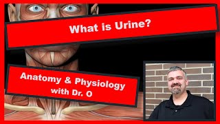 Urine Composition Anatomy and Physiology [upl. by Oremodlab502]