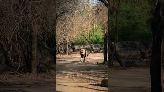 Gir National Park  Wildlife Sanctuary  Jungle Safari  Gujarat [upl. by Eenobe]