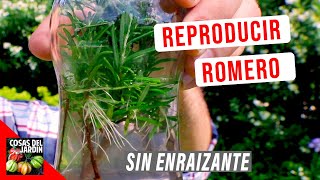 COMO REPRODUCIR ROMERO FACIL EN AGUA 🌿 ENRAIZA AL TOQUE [upl. by Haerdna622]