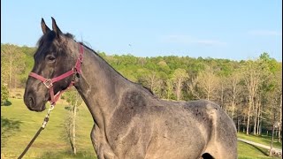 Braveheart for sale on the Classic Horse Auction [upl. by Reeva189]