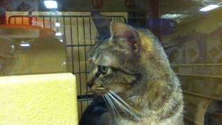 Adopt a Cat at PetSmart [upl. by Vachell216]