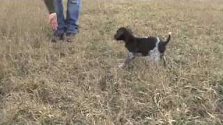 Free Hunting Dog Training Videos  Clicker Training with your new Puppy [upl. by Ial671]