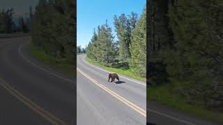 Bear  while riding a bike Grand teton [upl. by Weasner145]