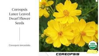 Coreopsis Lance Leaved Dwarf Seeds Coreopsis lanceolata Tree Leaved Tickseed Lanceleaf Perennial USA [upl. by Reyem548]