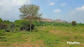 farm land and investment land for sale madurai 9952221874 [upl. by Pierrette605]