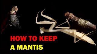 How to keep a mantis Weird and Wonderful Pets Episode 2 of 15 [upl. by Intruoc243]