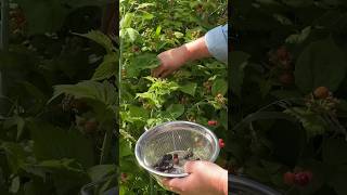 First black raspberry harvest 6624 ohio blackraspberries homesteading foodforest foraging [upl. by Kcirderf617]