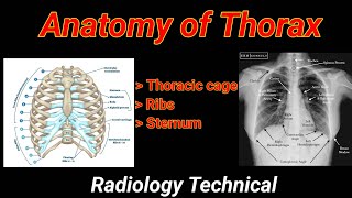 Anatomy of Thorax  Ribs  Sternum  anatomy in hindi   By BL Kumawat [upl. by Antrim]