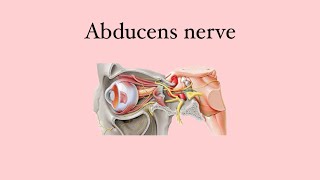 Anatomy of the eye Abducens nerve [upl. by Anyala418]