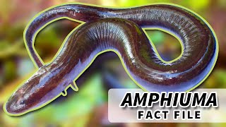 Amphiuma facts United States LONGEST Salamander  Animal Fact Files [upl. by Etireugram]