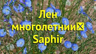 Лен многолетний Краткий обзор описание характеристик где купить рассада linum lewisii Saphir [upl. by Lyle]