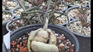 Monadenium rubellum пересадка размножение [upl. by Bhatt]