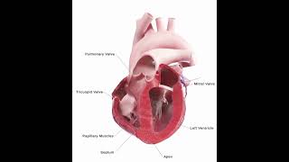 Heart Muscles while contractionrelaxation [upl. by Enialem]