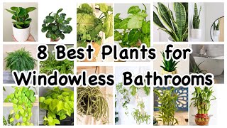 8 Best Plants for Windowless Bathrooms for your Home [upl. by Parsifal735]