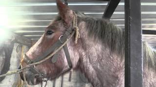 Hot shoeing a Belgian Draft Horse by farriers Ludo Daems and Stenn Schuermans [upl. by Kampmann]