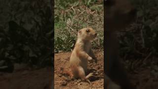 Wild Prairie dog barking sound [upl. by Enelyaj]