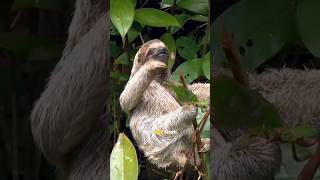 Why Sloths Are the Slowest Yet Most Fascinating Animals [upl. by Wasson48]