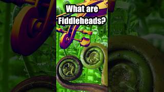 Fiddlehead Fern Foraging how to find and cook them [upl. by Lindi4]