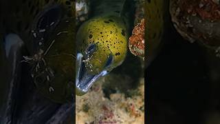 Close Encounter with a Colorful Moray Eel [upl. by Aalst]