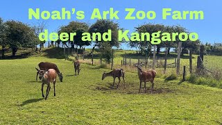 Noah’s Ark Zoo Farm Deer and the Kangaroo [upl. by Aggy]