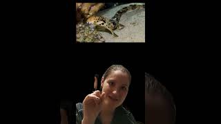 Fish Fact Friday 20  Epaulette Shark FishFactFriday fishtalk FishGirl Fish SharkSeptember [upl. by Iover]