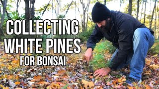 Collecting Eastern White Pines for Yamadori Bonsai at the Ridge [upl. by Nuajed]