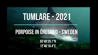 Tumlare i Öresund 2021  Porpoise in Öresund [upl. by Hedi429]