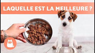 TYPES dALIMENTATION pour CHIEN 🐶🥩 4 RÉGIMES CANINS [upl. by Salvador]