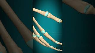 Metacarpophalangeal joint interphalangeal joint of hand flexion extension fingerjoints [upl. by Mayberry]