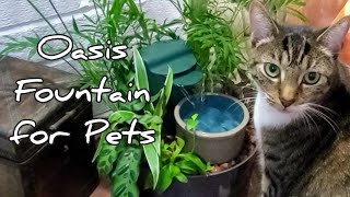 Miniature Oasis Amazing DIY Pet Fountain [upl. by Yzmar]