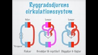 Cirkulation Transportsystem hos olika djur [upl. by Fradin525]