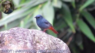 Plumbeous Water RedstartMale Bird Video [upl. by Odine]