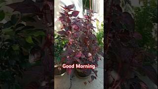 Black Ficusficusbenjamina amp IresineBloodleaf plants fadakgardeners gardening foliageplant [upl. by Ainollopa466]