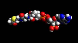 Acetyl CoA molecule [upl. by Cristoforo]