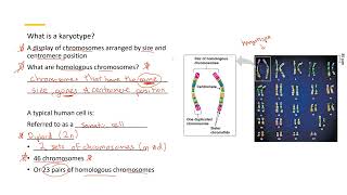 Karyotype 1 [upl. by Aleinad261]