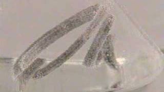 Reaction of Magnesium with Water [upl. by Maryl]