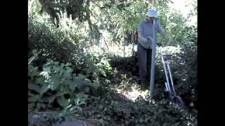 Using the Valley Oak Wheel Hoe to Remove English Ivy [upl. by Susann57]