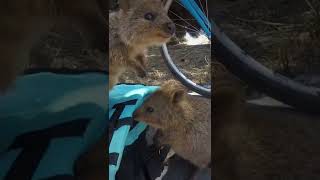 QUOKKA BABY AND MUM quokka perth australia australian rottnestisland shorts aus cutebaby [upl. by Yecad]