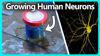 Growing Human Neurons on a Home Made Electrode Array [upl. by Vilberg]