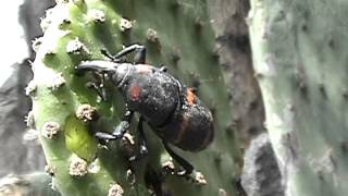 INSECTOS RAROS Y NO TANTO EN EL JARDÍN [upl. by Ecnedurp]