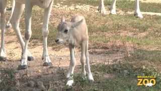 New Addax Calves at Brookfield Zoo [upl. by Yanrahs]