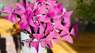 Oxalis flower propagation method…بهترین روش تکثیر گل oxalis☘️🍀🍀🍀🍀☘️🍀🍀🍀🍀 [upl. by Nevet]