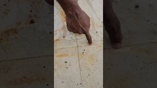 Tile Adhesive Grade Tips shortfeedshortsshortvideo [upl. by Ettelrac854]